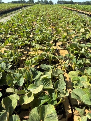 Aardbeienplanten opkweek trayveld.jpg